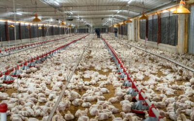 Producción avícola en RD garantiza estabilidad