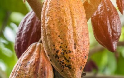 Desarrollo del cacao en República Dominicana