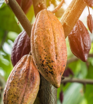 Desarrollo del cacao en República Dominicana