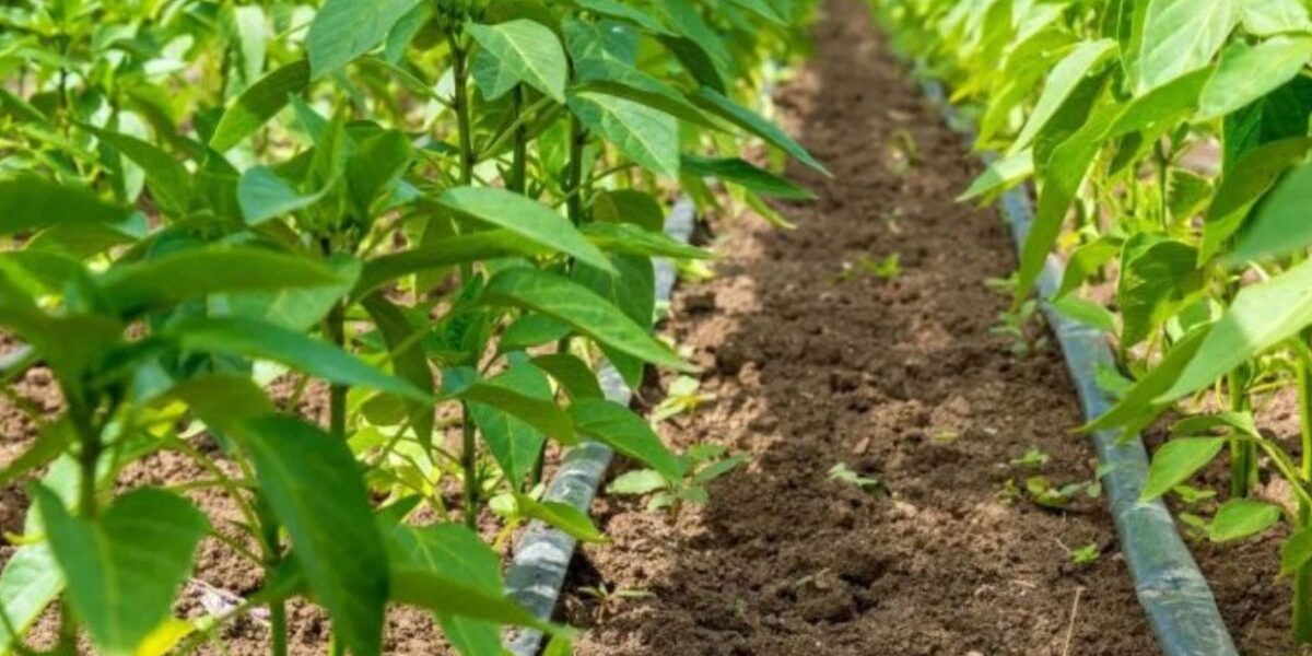 Riego tecnificado en RD potencia la agricultura local