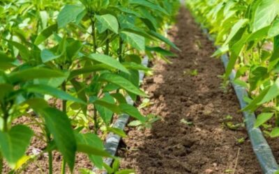 Riego tecnificado en RD potencia la agricultura local