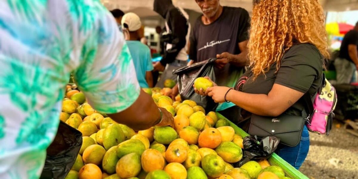 Crisis del mango desmentida por Abapromango en RD