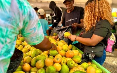 Crisis del mango desmentida por Abapromango en RD