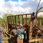 Industria azucarera dominicana en un campo de caña