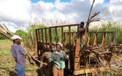 Industria azucarera dominicana en un campo de caña