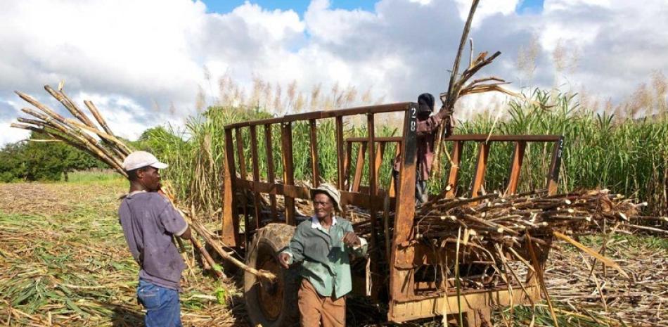 Industria azucarera dominicana en un campo de caña
