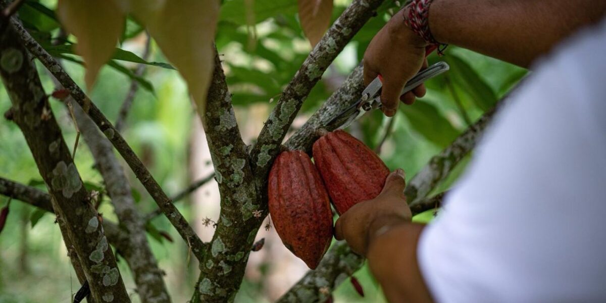 Cacao dominicano en mercado cero deforestación