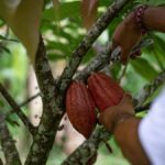 Cacao dominicano en mercado cero deforestación