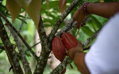 Cacao dominicano en mercado cero deforestación