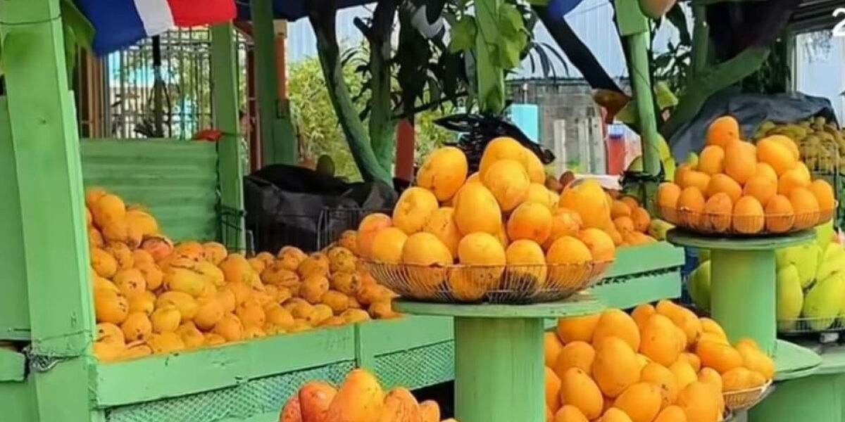 Expomango 2026 en Baní: variedades de mango tropical