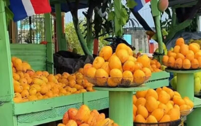 Expomango 2026 en Baní: variedades de mango tropical