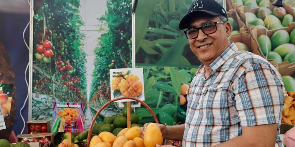 Feria del Mango en Baní: 300 variedades de mangos