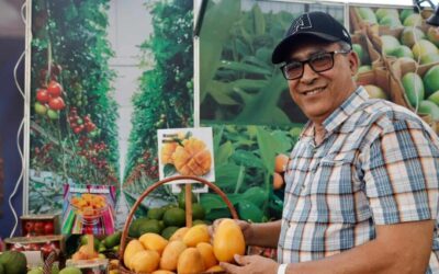Feria del Mango en Baní: 300 variedades de mangos