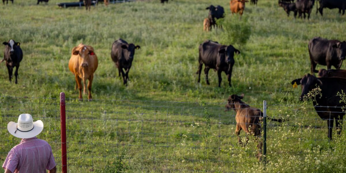 Gusano barrenador detectado en Texas