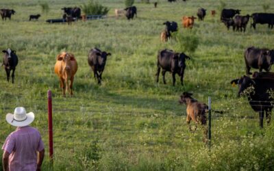 Gusano barrenador detectado en Texas
