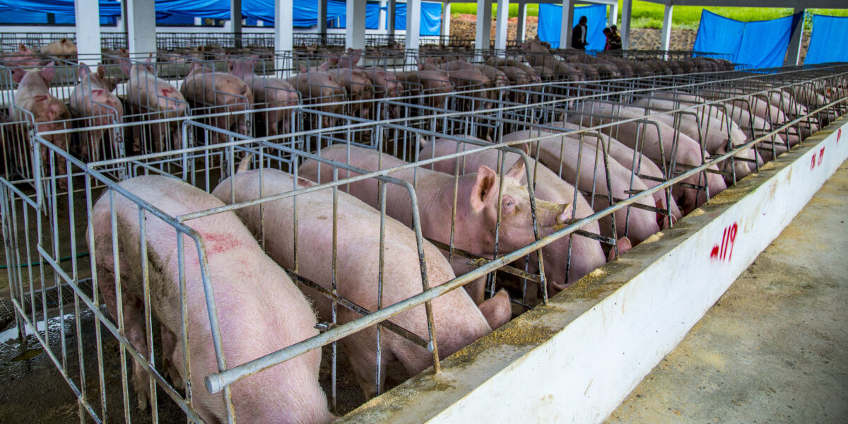Imagen de cerdo afectado por peste porcina en RD