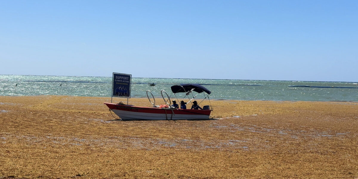 Sargazo en Dominicana afectando las costas en 2025.