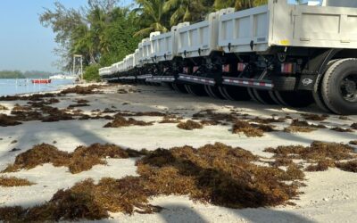 Sargazo en República Dominicana: desafío ambiental