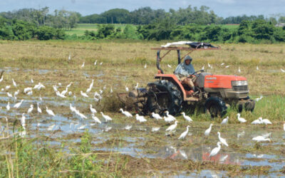 Sistema Digital Agropecuario en República Dominicana