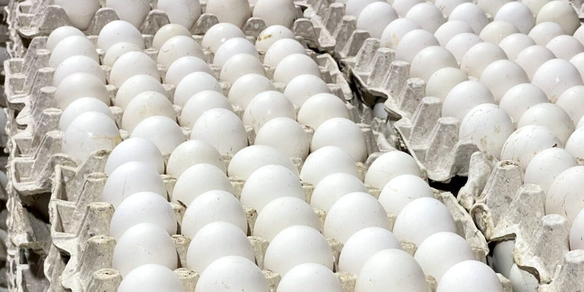 Exportaciones de huevos desde República Dominicana a Cuba.