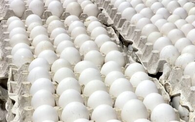 Exportaciones de huevos desde República Dominicana a Cuba.