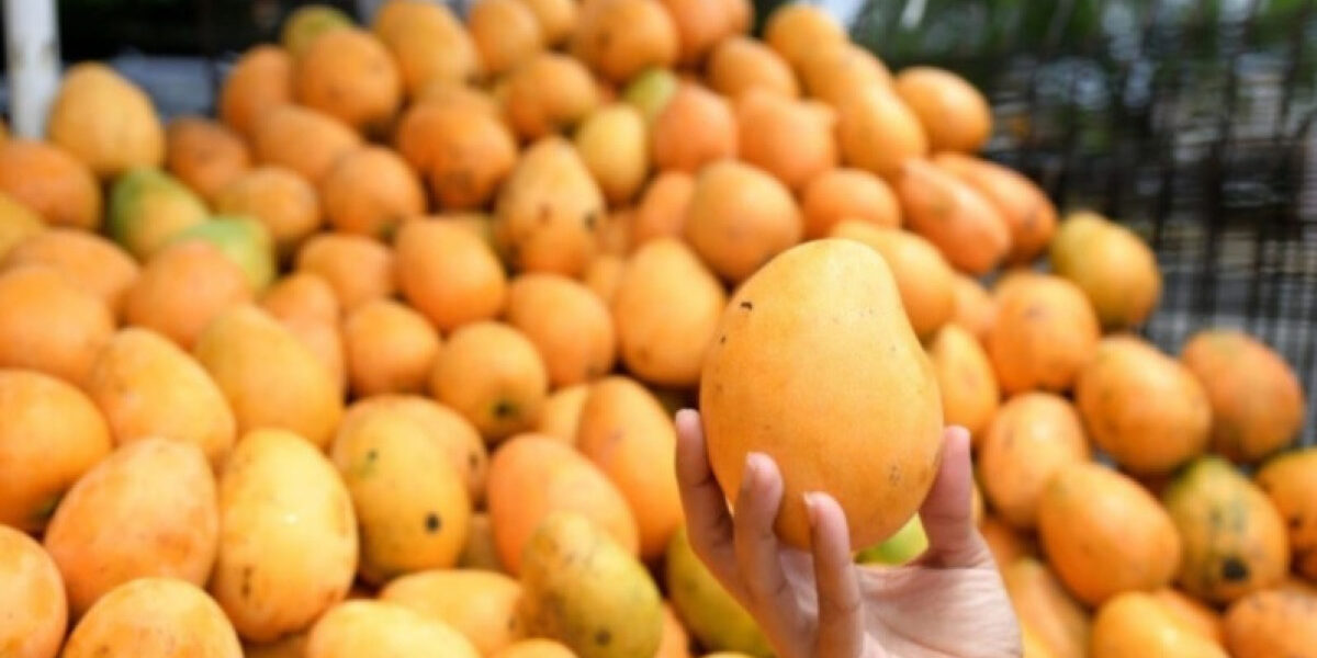 Problemas en exportaciones de mangos dominicanos