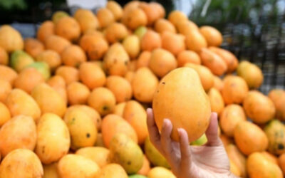 Problemas en exportaciones de mangos dominicanos