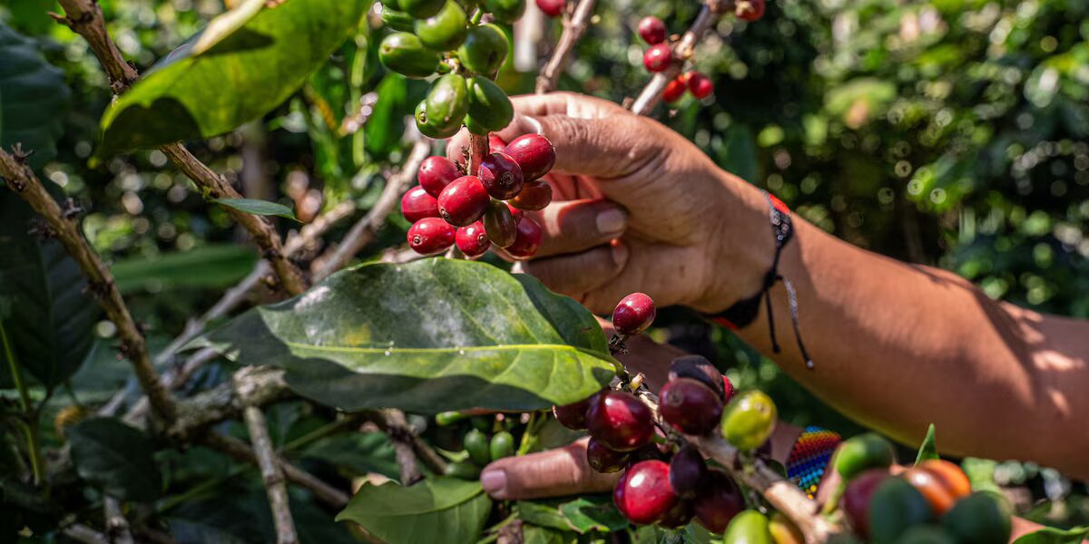 Efectos de El Niño en exportaciones de Colombia