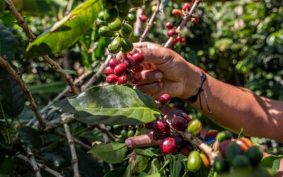 Efectos de El Niño en exportaciones de Colombia