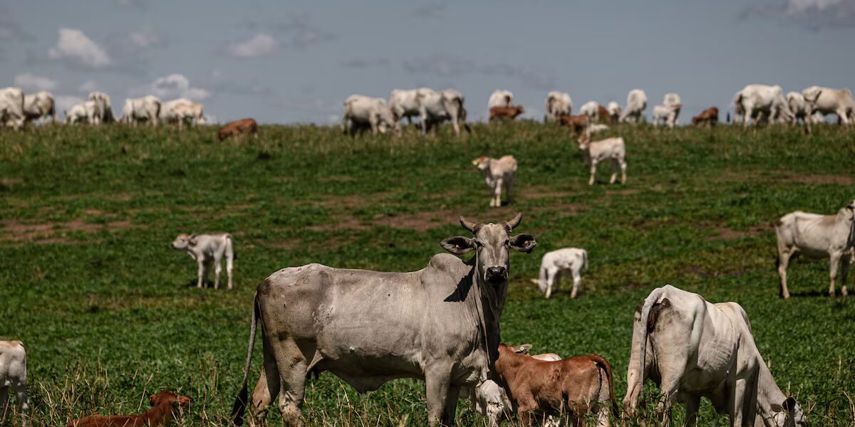 Impacto de restricciones chinas en exportación de carne brasileña