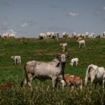 Impacto de restricciones chinas en exportación de carne brasileña