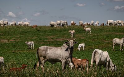 Impacto de restricciones chinas en exportación de carne brasileña