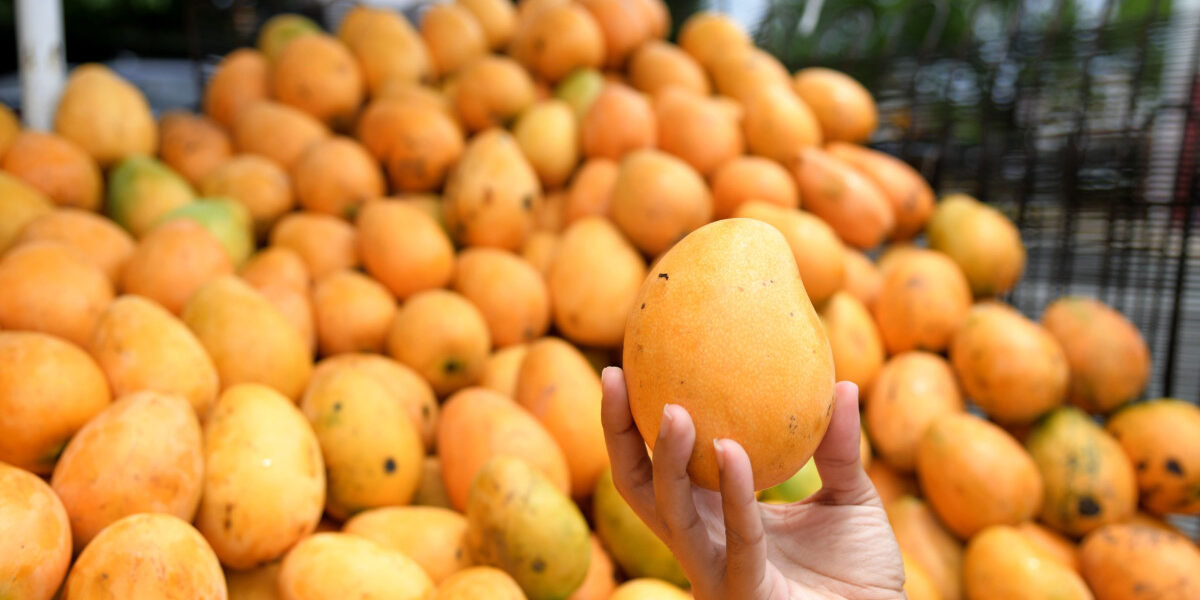 Mosca Caribeña afecta exportación de mango dominicano