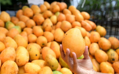 Mosca Caribeña afecta exportación de mango dominicano