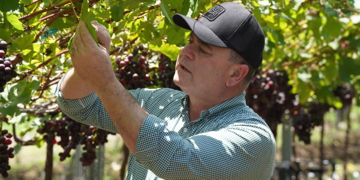 Producción agropecuaria dominicana en niveles históricos