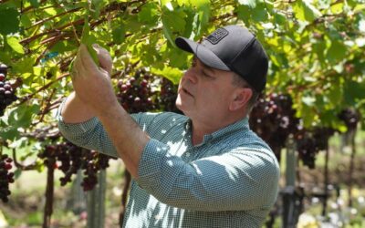 Producción agropecuaria dominicana en niveles históricos