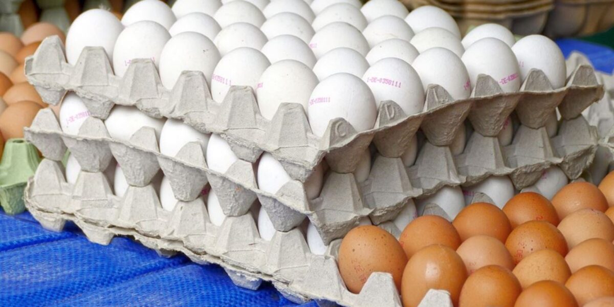 Producción de huevos en RD alcanzando récord en seis meses