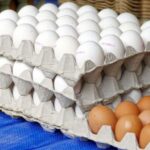 Producción de huevos en RD alcanzando récord en seis meses
