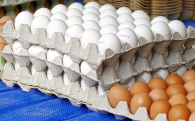 Producción de huevos en RD alcanzando récord en seis meses