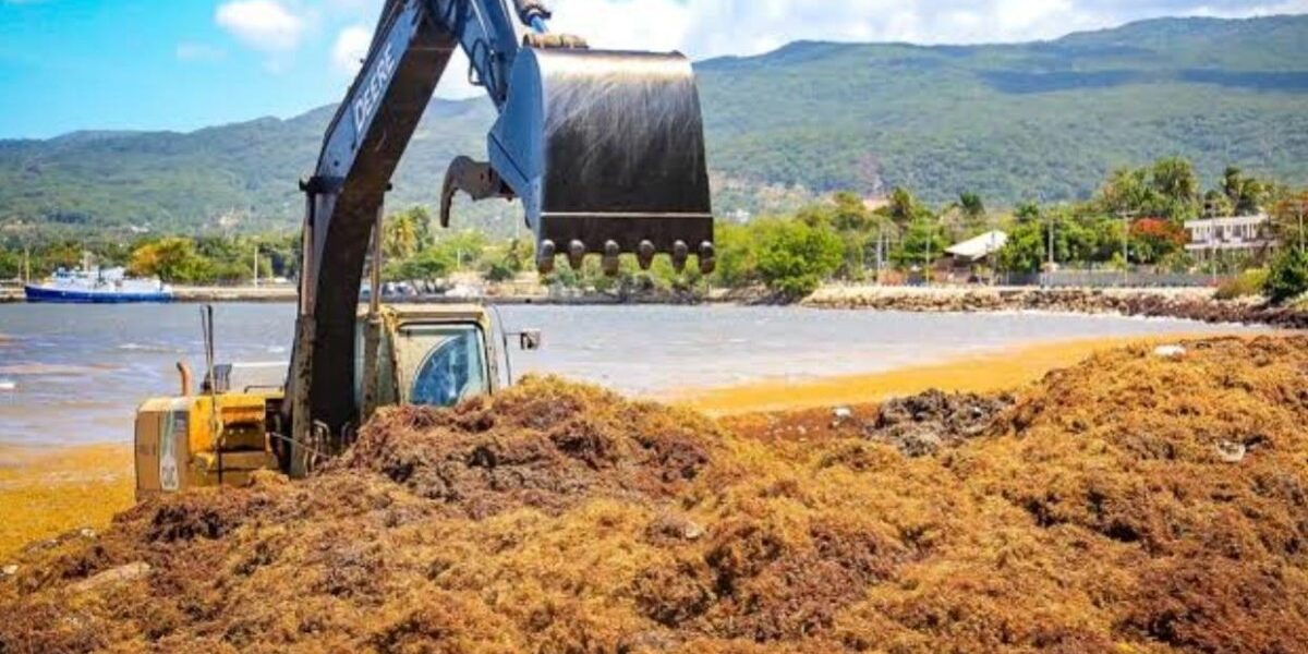 Solución al sargazo en RD con el proyecto FEF-CARIBS