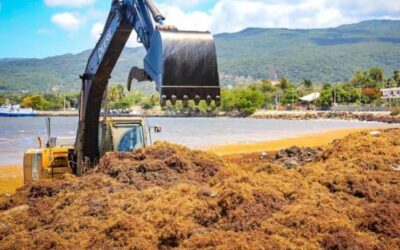 Solución al sargazo en RD con el proyecto FEF-CARIBS