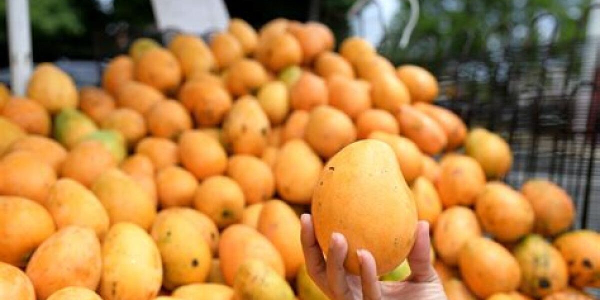Suspensión de mango dominicano en EE.UU. afecta exportaciones.