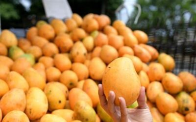 Suspensión de mango dominicano en EE.UU. afecta exportaciones.