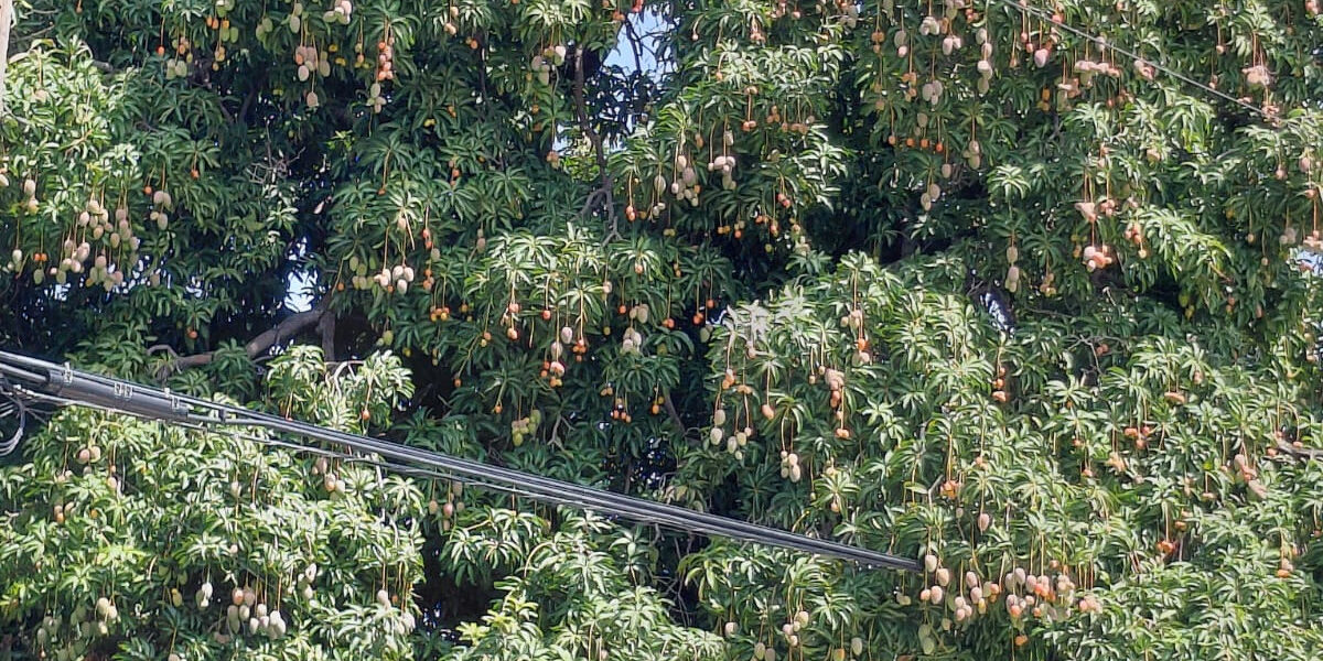 Suspensión de mangos en RD afecta exportaciones