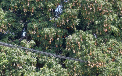 Suspensión de mangos en RD afecta exportaciones