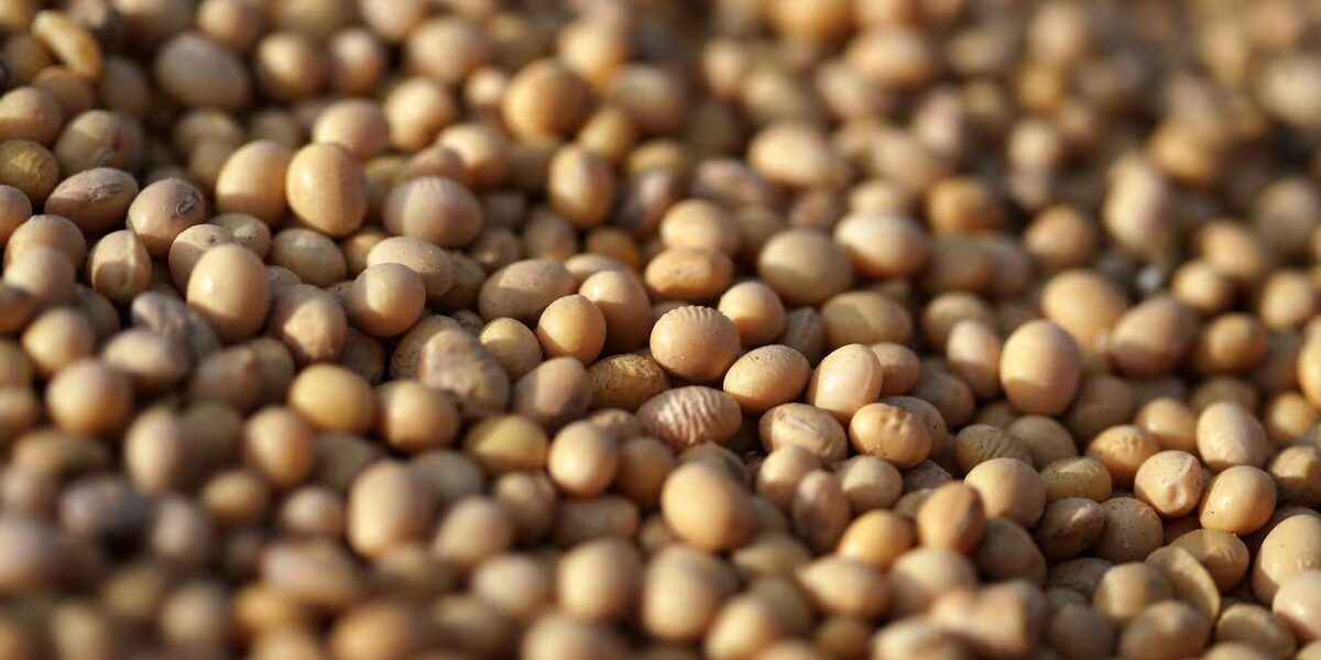Nuevos socios agrícolas en Angola buscan oportunidades