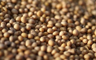 Nuevos socios agrícolas en Angola buscan oportunidades