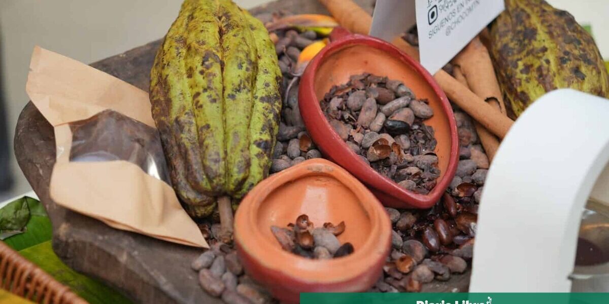 Cacao en RD impulsa economía con festival y exportaciones