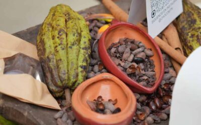 Cacao en RD impulsa economía con festival y exportaciones
