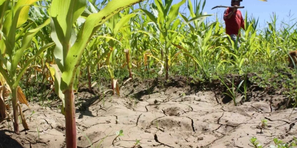 Cambio climático afecta la agricultura global